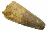 Fossil Spinosaurus Tooth - Feeding Worn Tip #349752-1